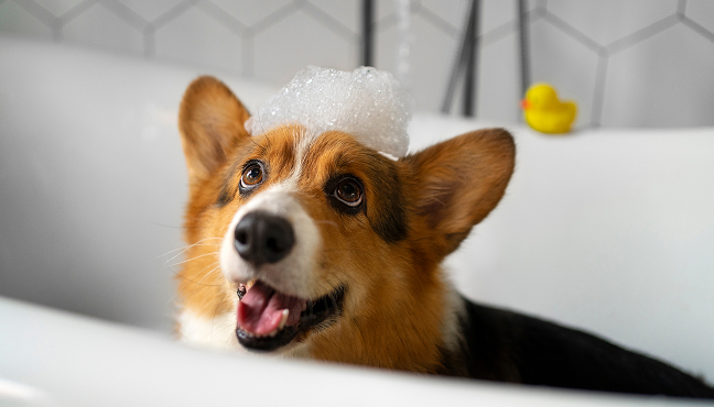 Clean, Vet-Approved Environment